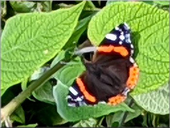 Red Admiral butterfly by the path