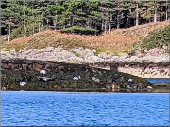 Harbour seals hauled out on the rocks