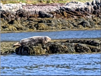 Harbour seal hauled out on the rocks