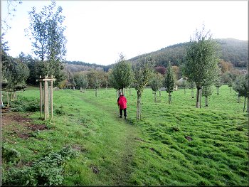 The apple orchard beyond the kissing gate