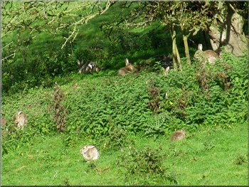 Numerous large adult rabbits grazing ahead of us