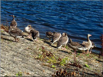 Greylag geese on the face of the dam