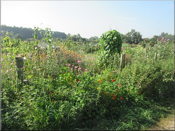 Looking across Rawcliffe Allotments