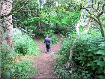 Path through the woodland on the river bank