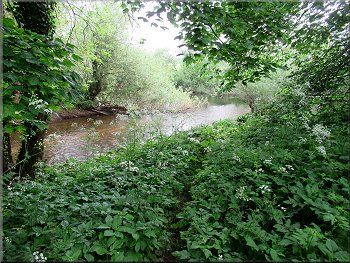 River Skell near its confluence with the River Ure