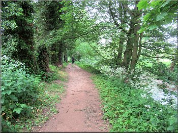 Path by the River Skell heading upstream