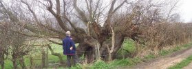 Huge Willow tree between Bubwith and Aughton