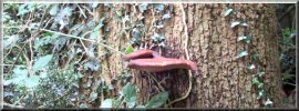 Beefsteak fungus on an oak tree