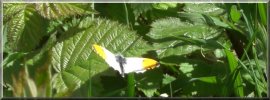 Orange Tip butterfly Yorkshire Wolds