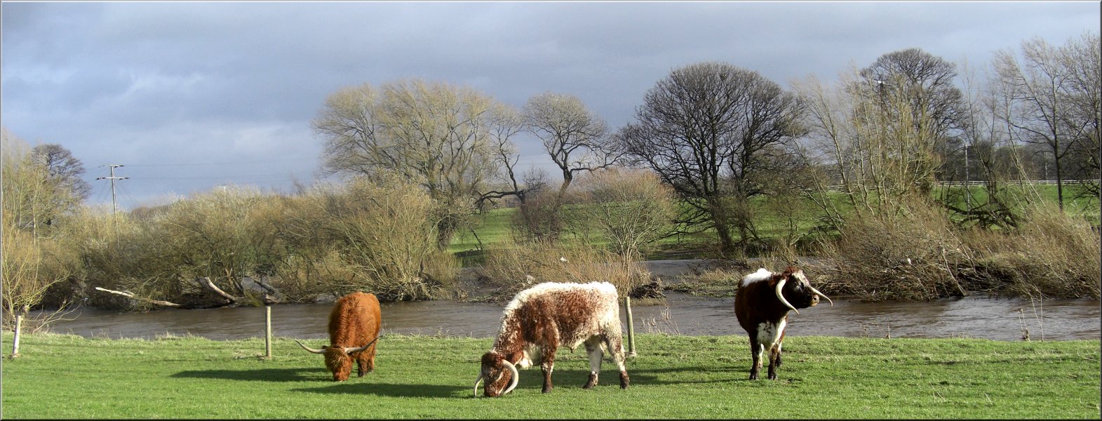 Old English longhorns by the river Wharfe